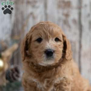 Gerald, Mini Goldendoodle Puppy